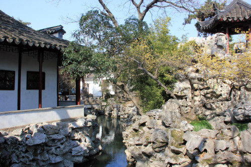 Suzhou garden and yellow winter sweets, Jiangsu, China. (cr: X)