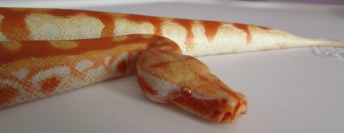 fattynoodles:  Some high quality lasagna! Fresh shed Persephone, T- albino blood python, Python bron