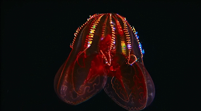 awkwardsituationist:  four examples of deap sea bioluminescence in a sea worm and three comb jellies (ctenophores), known 1-4 as: tomopteris; mnemiopsis leidyi; beroe forskalii; lampocteis cruentiventer. from the IMAX documentary ‘into the deep’ 