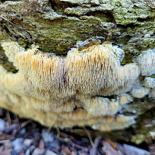 tom-at-the-farm: Fungus + slime mold = BFFs