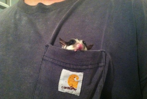 zohbugg:thefrogman:[reddit]You guys have no idea how badly I want a sugar glider.