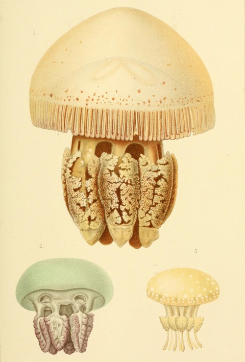 Illustrations of jellyfish from Jahrbuch der Hamburgischen Wissenschaftlichen Anstalten Jahrg.13 (18