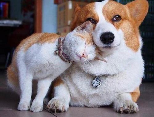 corgikistan:Cutest best friends.