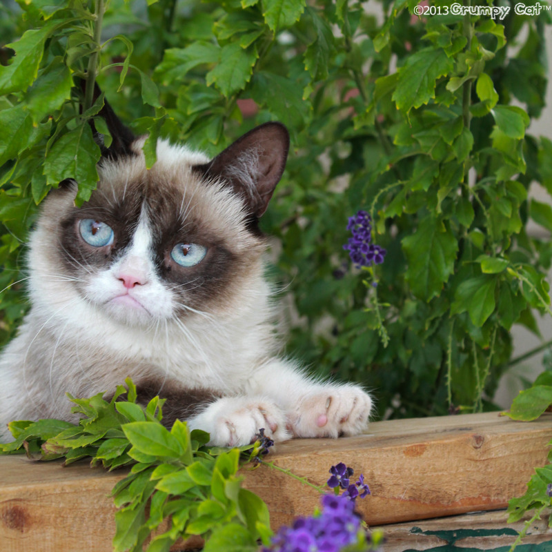 The Daily Grump | July 18, 2013
 Grumpy Cat: A Grumpy Book - Visit us next week in Santa Monica at Kitson LA for the book...