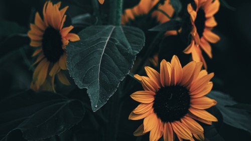 King Of Summer Flowers
