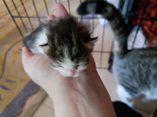 agestofrobynhode: graveglamour: Six weeks ago, we rescued a little kitten from a locked cemetery she