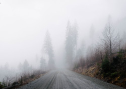 emanuelsmedbol:  Thick fog on the backroads behind Squamish, BC 