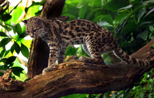 wildkingdom:  The margay is one of two cat species that can climb head-first  down a tree. (The othe