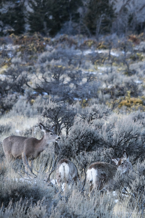 Brunch: A family of mule deer attend to the business at hand. riverwindphotography, March, 2019