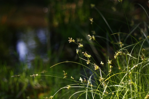 Carex brizoides L.Poland