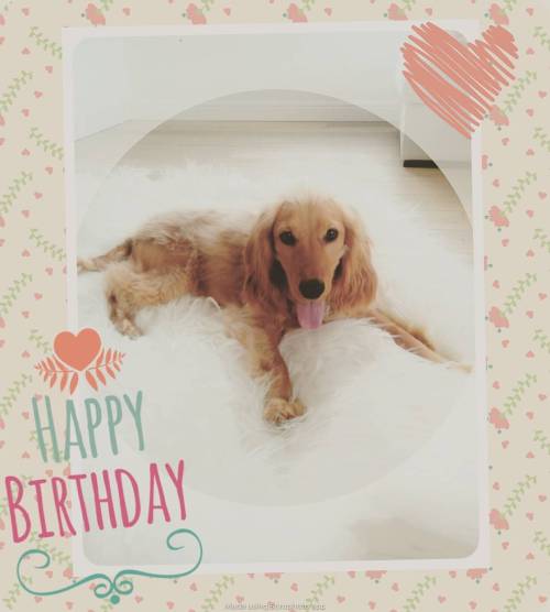 Babyboy became one! #fluffyfloris #birthdayboy #cockerspaniel #cockerlove #happybirthday #nolongerap