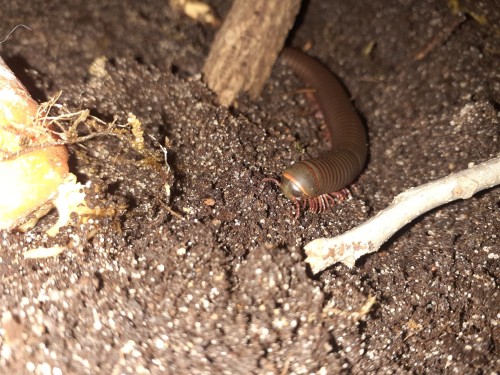 My Beautiful Leg Worms. I Had To Dig Them Up Bc I Was Moving Them To A Much Larger Container (I Will