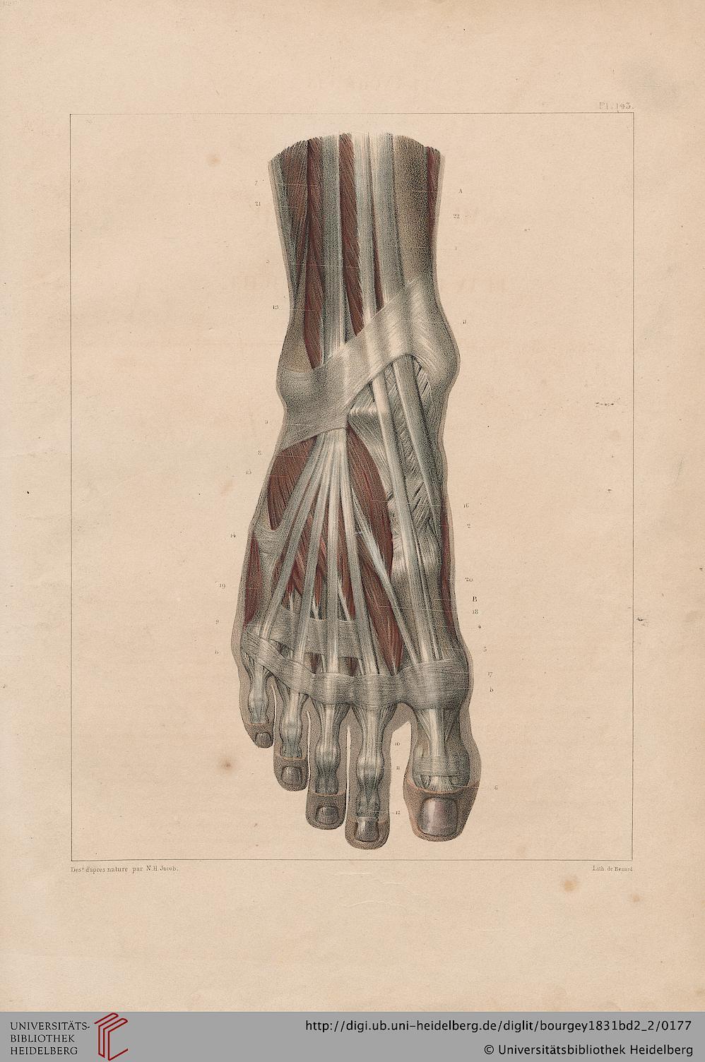 ooksaidthelibrarian:  Bourgery, Jean Baptiste Marc ; Jacob, Nicolas Henri [Hrsg.]Traité