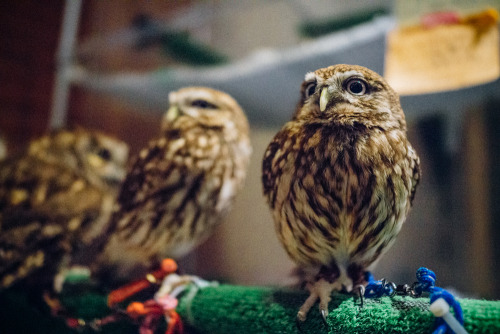 lottaringqvist:  When in Tokyo we visited an owl café. For one hour you were allowed to hang with the coolest owls. They were so calm and really soft to pad on the feathers. They felt as soft as kittens. And you couldn’t feel their claws, they were