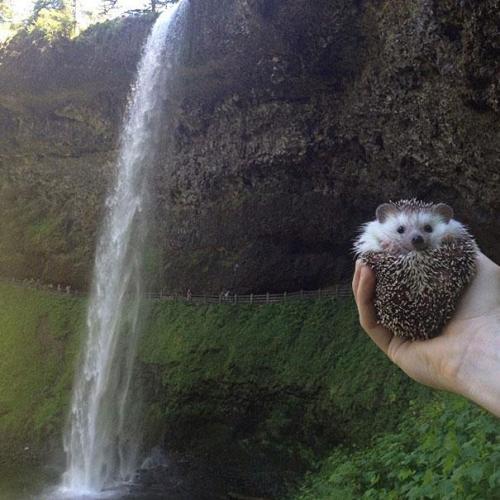 catsbeaversandducks:  Meet Biddy, The Travelling Hedgehog Those of us who want to travel but do not have the time or the money finally have a solution – we can travel in spirit together with Biddy the hedgehog, a little guy on Instagram whose travel