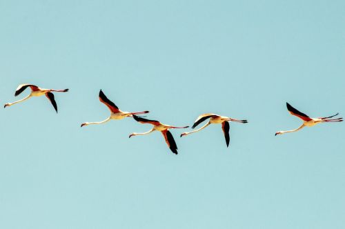Flying flamingos.By @marcelloc