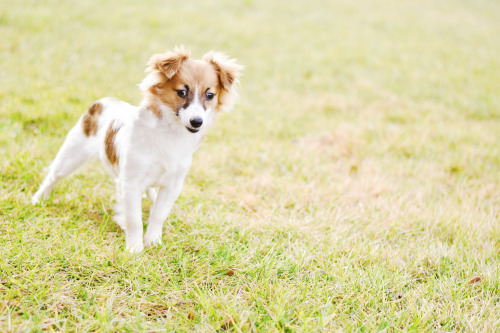  Celeste was adopted from Henrico Humane Society! 