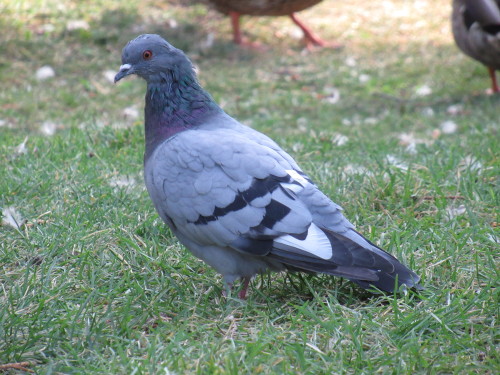 pigeongay