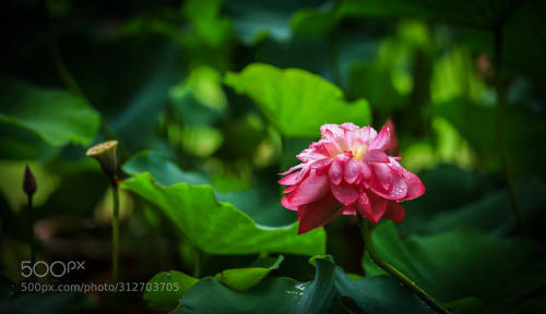 雨荷 by vcg-TGZ056 Source: https://ift.tt/32x4p2X