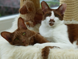 mostlycatsmostly:     Chico &amp; Zazou  (via petra-randolff)