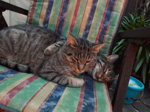 How to CatNo. 1: Cuddles© 2018 Melanie D.