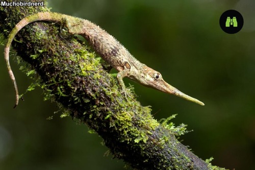 What a Snoot!Field Herp Forum -See a couple of great photos of Anolis proboscis, aka Pinocchio lizar