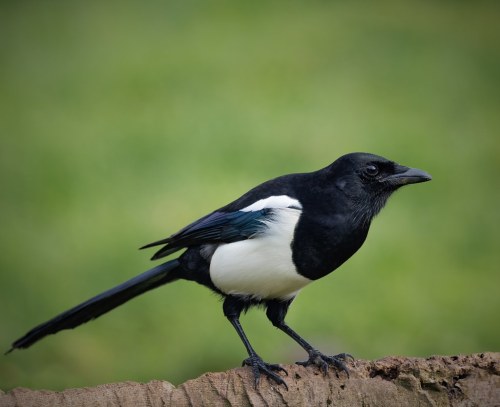 Eurasian Magpie (Pica pica)© Neil Hilton