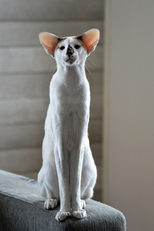 thegodofdecay: For some reason, this cat just reminds me sooo much of Vell :D Sad Skinny Kitty&helli