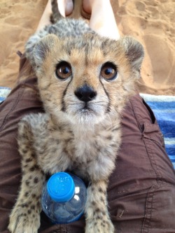 Cuteanimalspics:  My Friend Raises Baby Big Cats For A Zoo Overseas. This Is One…