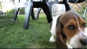 hounddogsrunning:  HIIIIYEEEE!!! 