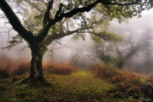 expressions-of-nature:  photography by: César Comino García