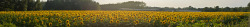 haleybaley901:  legitimism:  butterhcup:  ofseaandstars: click on it  This is my most favorite picture in the history of ever  I want to take someone to a field of sunflowers one day  want