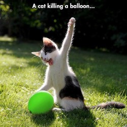 9Gag:  A Cat Killing A Ballon… 🎈