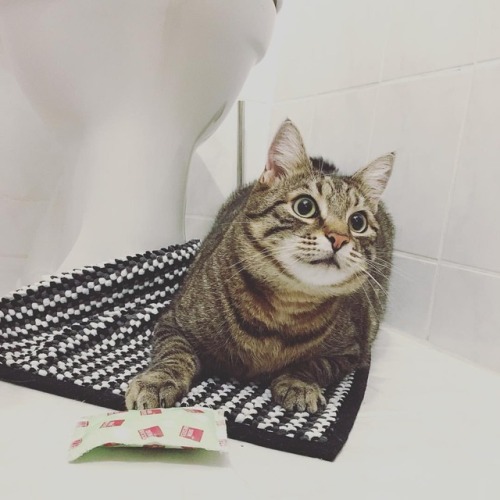 Sorry human. This toilet is occupied. #luckythecat #love #cute #catsofsalzburg #unterfoehring #germa