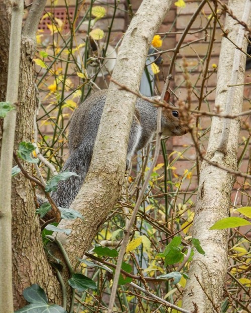 A local squirrel #squirrel #animallover #animals #naturephotography #nature #naturelovers #instanatu