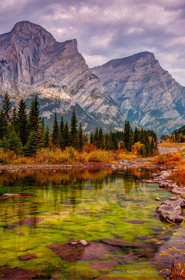 woodendreams:  (by Carlos D. Ramirez)