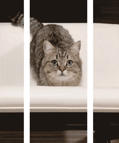 cutecornflakes:i want pats