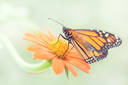 euph0r14:  macro | Monarch | by mjleubecker