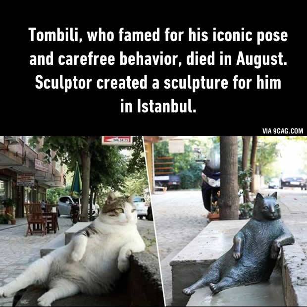 Tombili, who famed for his...