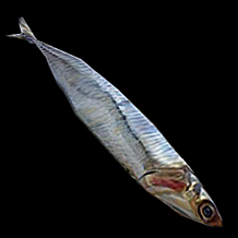 lowpolyanimals:Fish from Pathologic Classic HD