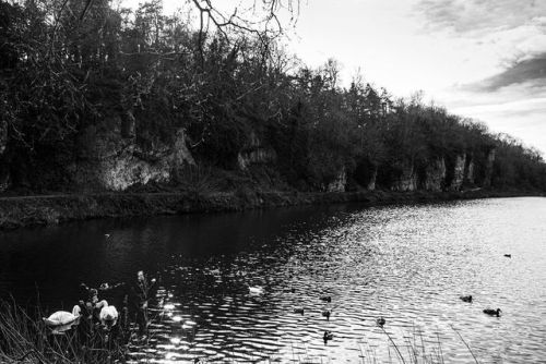 White birds, black birds . . #monochrome #landscapephotography #nature #photography #naturephotograp