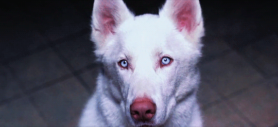 bad dog