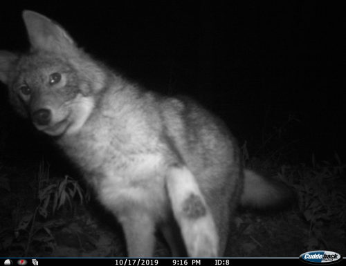 cwnannwn: trailcams:source @the-lunar-lorkhan