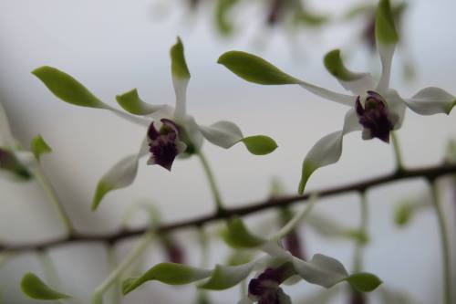 Dendrobium canaliculatum.Orchidaceae: Dendrobiinae.By Warren Brooks. [x]