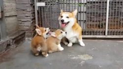 awwww-cute:  Little Corgis playing with their