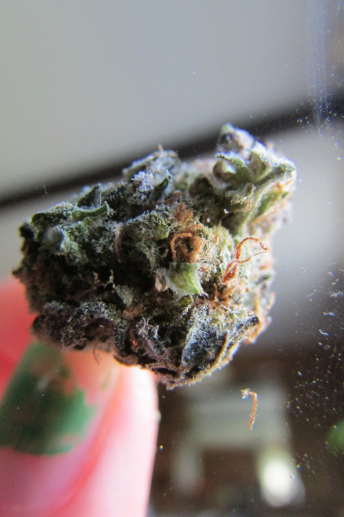 weedyindeedy: this bud was so colorful :’)