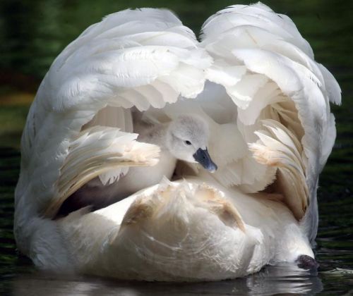 coisasdetere:
“ Swan cygnet in its feather palace…
”