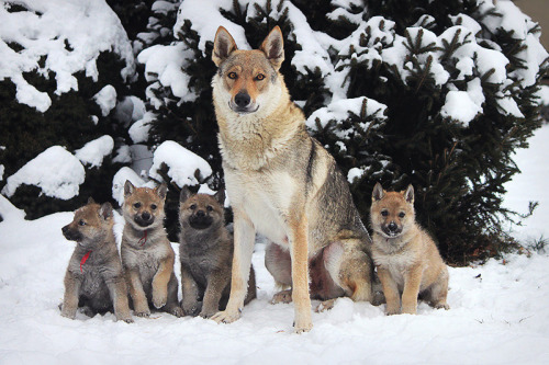 goatperson:  Rare breed Czechoslovakian Vlcak/ Czechoslovakian Wolfdog