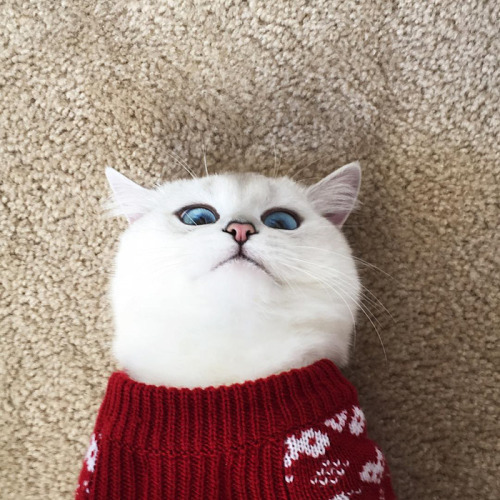 wilwheaton:beardset:awesome-picz:This Cat Has The Most Beautiful Eyes Ever.Oh my fucking god the bea