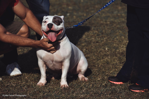 I went to a Bully Breed dog show and took some photos. I loved it!